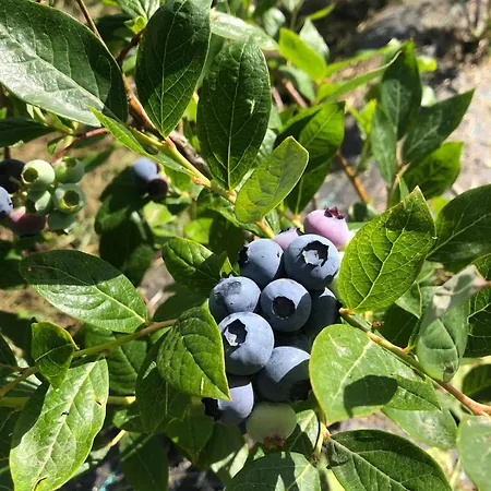 Casa Na Serra - Alagoa Blue