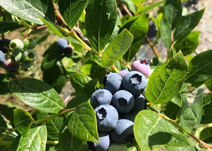 Casa Na Serra - Alagoa Blue